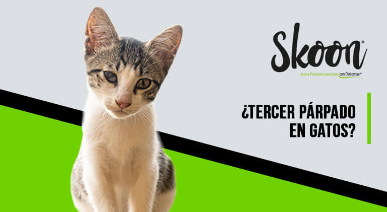 tercer parpado gatos_