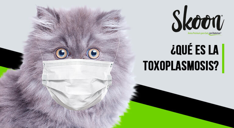 que es la toxoplasmosis