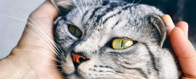 toxoplasmosis en los gatos