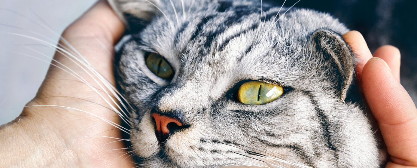 toxoplasmosis en los gatos