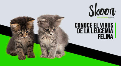 virus de la leucemia en gatos