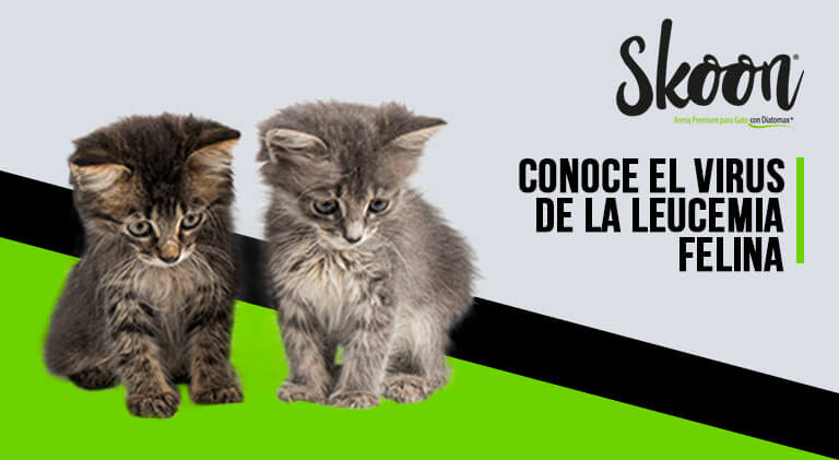 virus de la leucemia en gatos