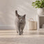 Arena para gatos premium Skoon